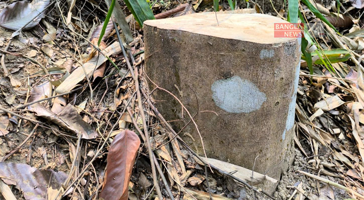 অবশেষে সাসপেন্ড বনকর্মী শফিকুর